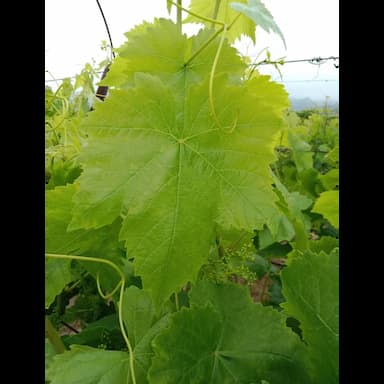 yeşil üzüm yaprağı - 4.99 usd