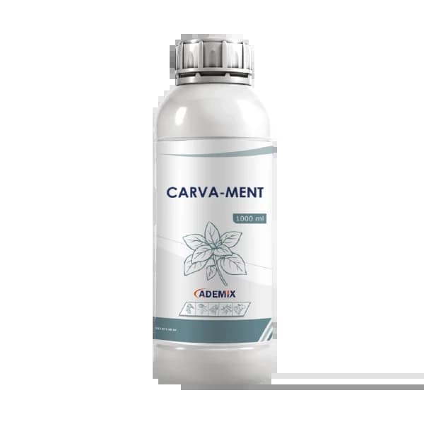 carva ment -  usd $